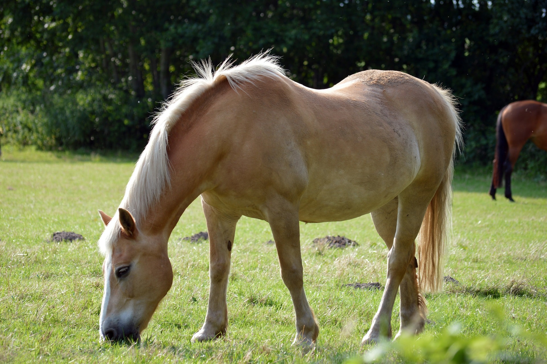 horse-7443339_1920-min